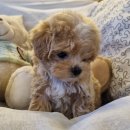 아이러브독 강아지분양 부천점 이미지