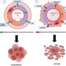 Re: 맞춤의학 chronotherapy 암의 발생과 치료.. 암세포 주기에 따른 치료법!! 이미지