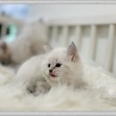 부산강아지분양마이뭉24시 | 성북 네바마스커레이드 고양이 분양 이 맛은 상상초월
