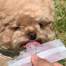 댕까댕까 이미지