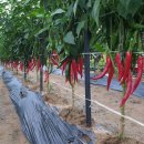 광성부동산중개사무소 이미지