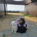[친구들과 3월 제주도여행] 무릉소운 더테이블_숨은 유채꽃 스팟_산방산 유채꽃_돌고래스팟_핀스_애월...