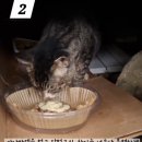 아나파동물병원 | 입에 침이 고드름처럼 달렸다[구내염치료후기]