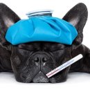 예서 동물병원 이미지