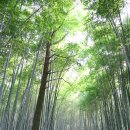 고창 라벤다, 고창 읍성 이미지