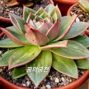 꿈의궁전 이미지