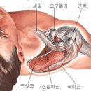 견갑하근(Supscapulalis Muscle) 이미지