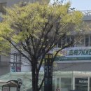 피자알볼로 상무점 | 2025, 4月 (2)
