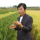 “사랑합니다 바보대통령…” 벼 글씨 `화제` 이미지