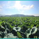 유등연지 이미지