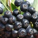 아로니아 먹는법 효능 부작용 이렇게 드시면 됩니다 이미지