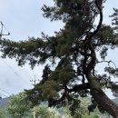 더쌍화밀양점 | [밀양 여행] 대구/부산 근교 카페, 위양지 근처 한옥카페 “퇴로정” 추천 메뉴(쑥떡 와플, 단호박 케이크)