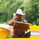 꿀벌농장 이미지