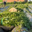 싸리재농장 | 무안 유기농 깨 &amp; 국산 흑임자 추천, 행복한 고구마 농장 방문 후기 (씻어 말린 참깨)