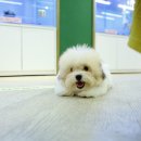 달링하이울산 | 울산 강아지 분양, ‘달링하이울산’에서의 특별한 경험