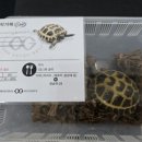 하남 라스트페어 비주류 파충류행사 다녀온 후기에요