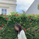 [동유럽 여행 4일차 / 오스트리아 잘츠부르크 잘츠캄머굿 볼프강 비엔나] 도심 한복판의 여우