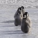 퍽앤어니언