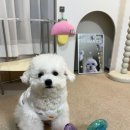 도그비숑 | 도그스케치 비숑 분리불안,하울링 해결 노즈워크 장난감 내돈내산 솔직후기
