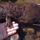 와우디자인 이미지