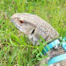 빛장례식장 | 안산 반려동물 장례식장 펫브릿지, 사바나 모니터 ‘휘’의 따뜻한 이별 이야기