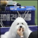 유어펫 라운지 강아지분양 네이버블로그