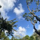 [day5-1]발리 :: 사누르 koa shala(요가), bali Rita(밥집), Gelato factory sanur(젤라또 팩토리)