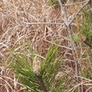 곰솔휴게실