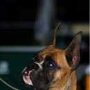 오렌지나이트 이미지