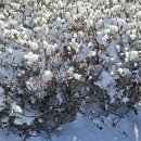 하얀천국 이미지