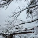 서부산악회 제439차 대관령소나무숲길 송년트레킹(2025.12.07) 이미지