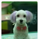초롱이 애견 미용샵 이미지