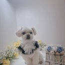 하리몽 네이버블로그