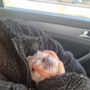 연경동물병원 이미지