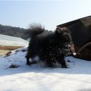 꼬마애견 이미지