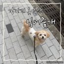말티푸 강아지 하네스 옷 추천 입어줄개 후기