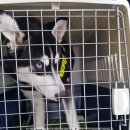 멍냥 펫택시 이미지