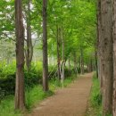 송정메타세콰이어길 이미지