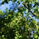 참느릅나무 Ulmus parvifolia Jacq. 이미지