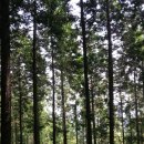 산림치유의 현장, 장성 편백나무 숲을 찾아서 이미지