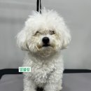 댕블랑 이미지