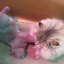 대동화원 이미지