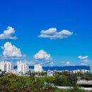 카페나무 이미지