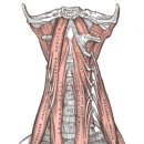 The바른몸 이미지