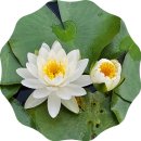 산청 수선사
