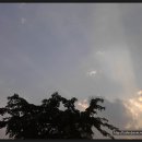 민들레홀씨 이미지