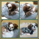 초롱애견 이미지