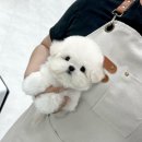 센트퍼피 이미지