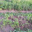 영찬농장 이미지