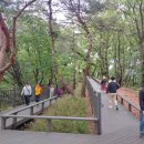 영축산 산책로 이미지